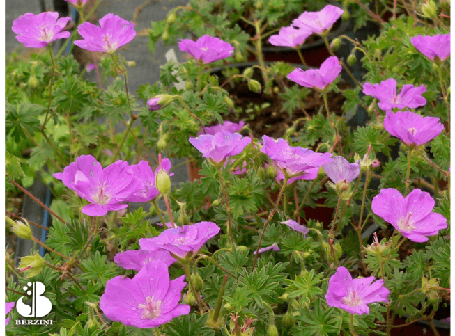 Geranium sanguineum   'Max Frei'